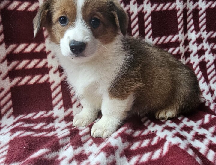 Blossom (Docked) $2,500