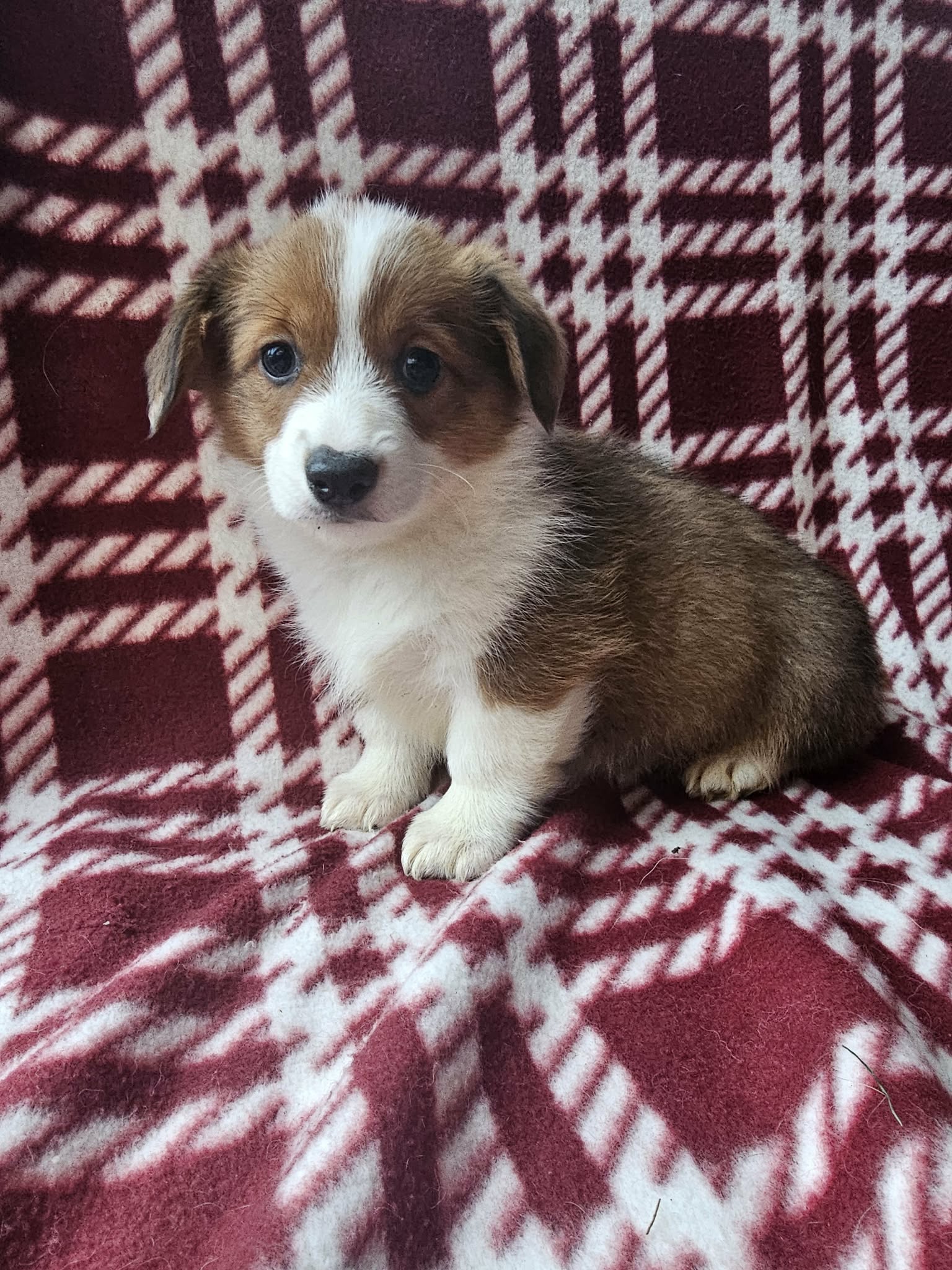 Blossom (Docked) $2,500