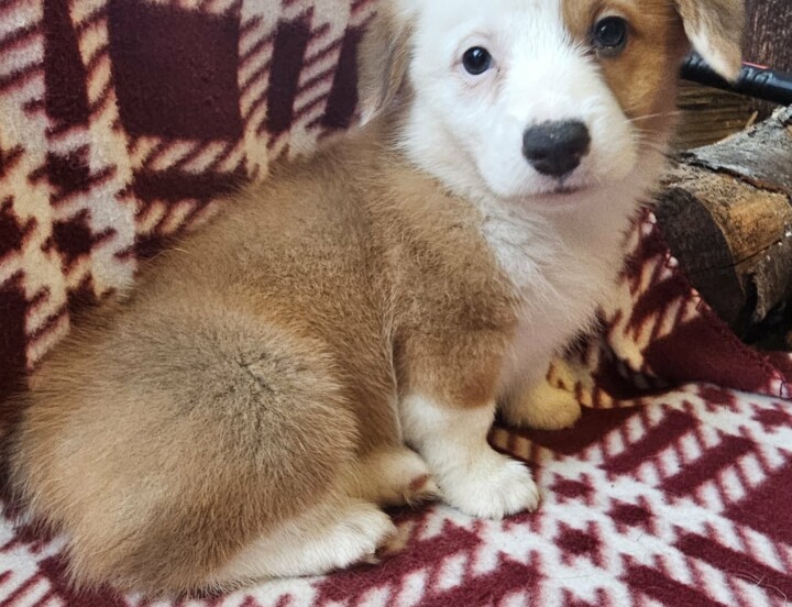 Fern (Docked) $2,500