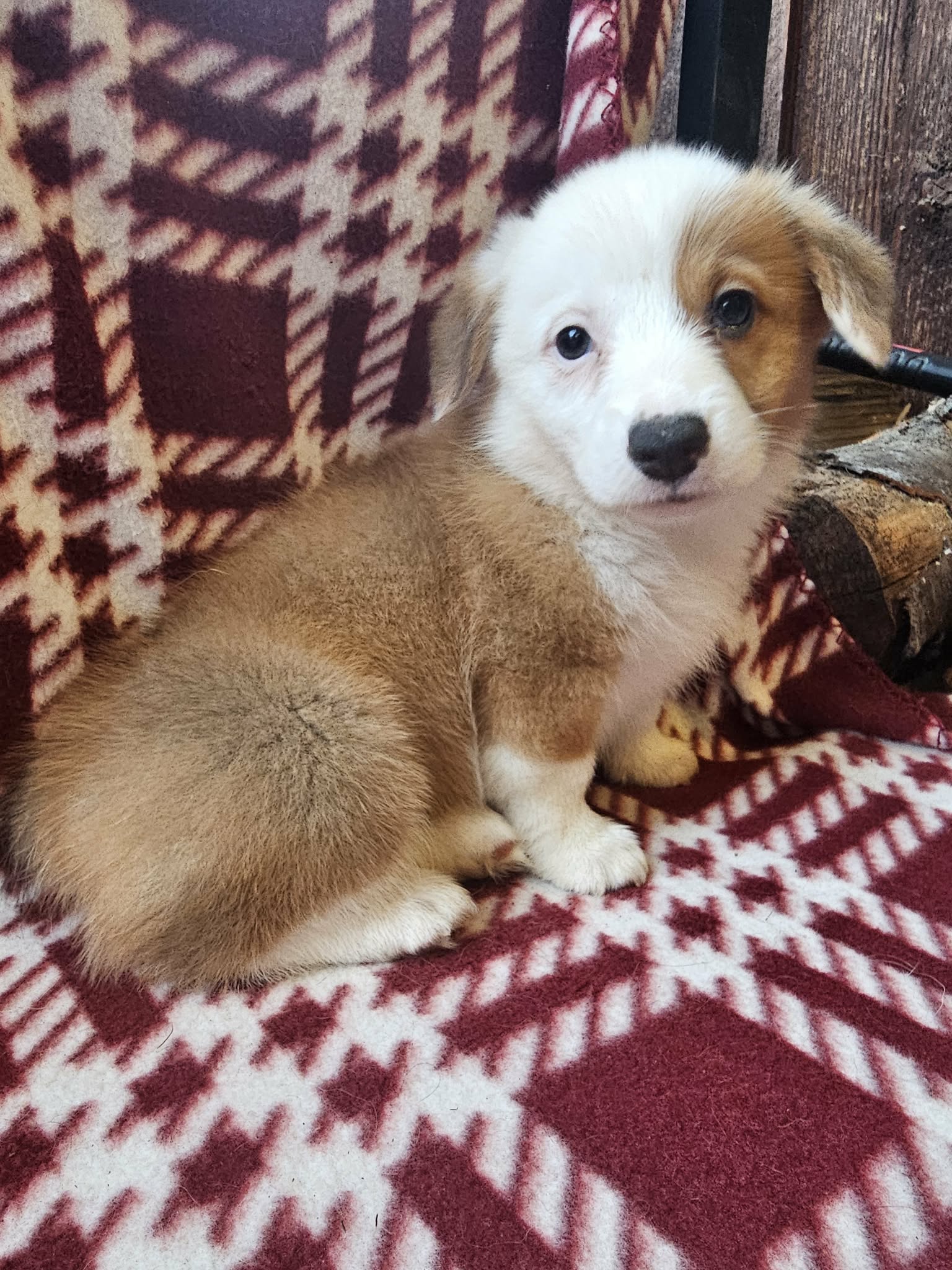 Fern (Docked) $2,500