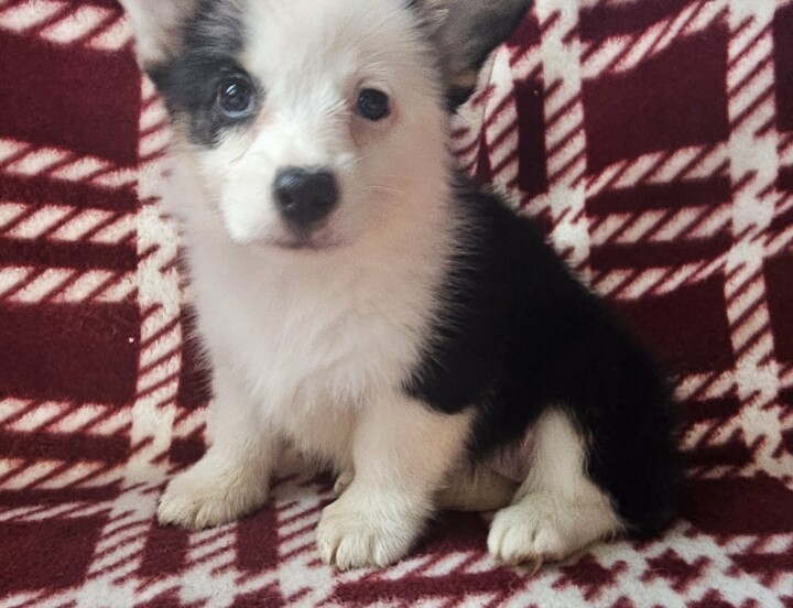 Willow (Docked) $2,500