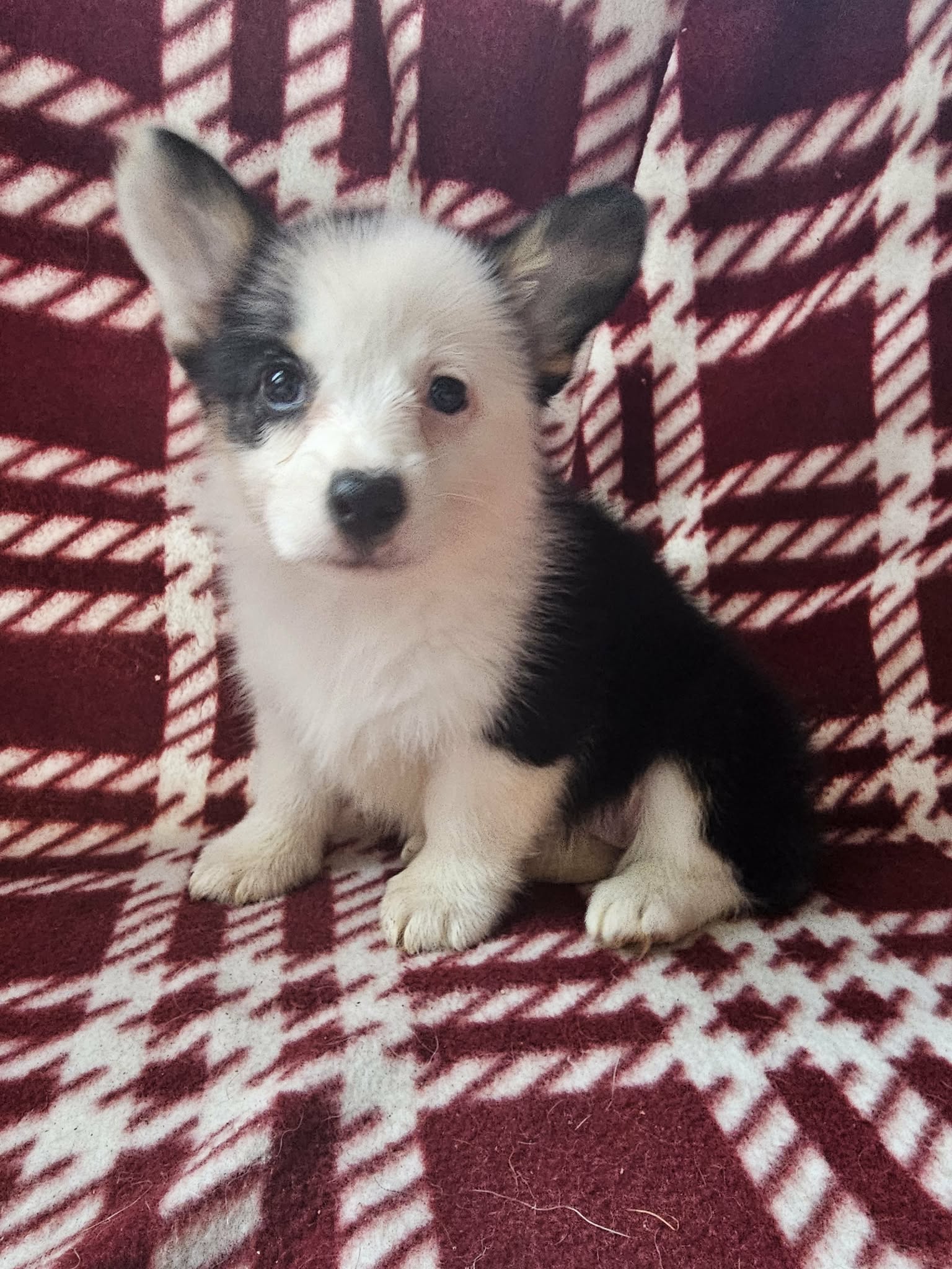 Willow (Docked) $2,500