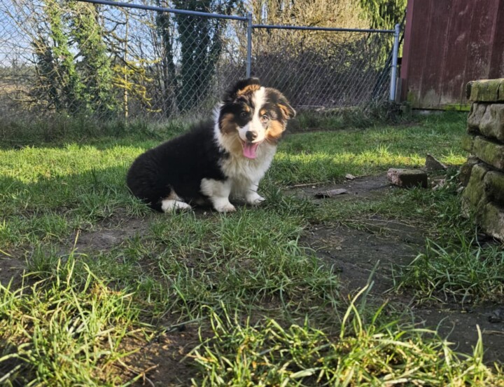 Gristletoe Joe (RESERVED)