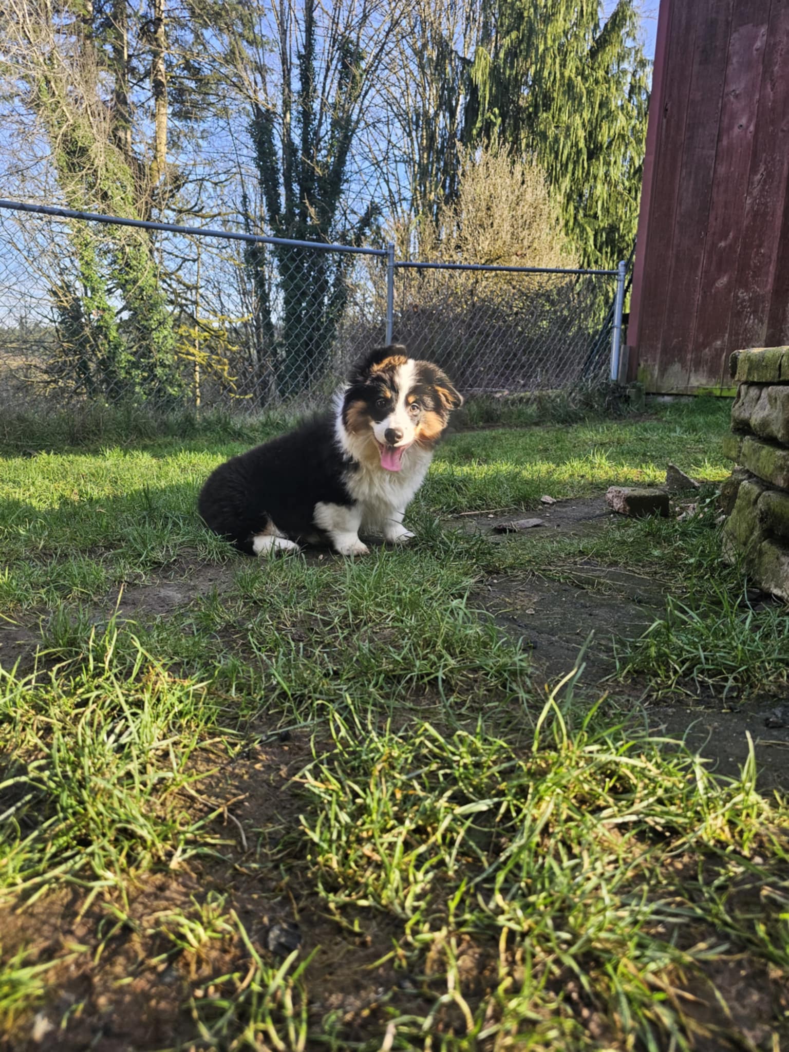 Gristletoe Joe (RESERVED)